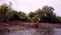 マングローブ樹林